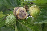 Big Island - Nonibaum mit stinkenden, reifen Früchten