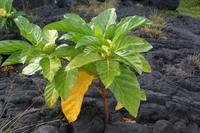 Nonifruchtbaum auf Lavagestein