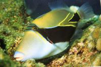Humuhumu Triggerfish