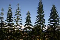 Big Island - Inselrundfahrt