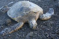 Grüne Wasserschildkröte am schwarzen Strand