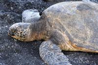 Grüne Wasserschildkröte am schwarzen Strand