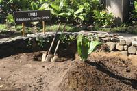 Imu - Hawaiianischer Erdofen - da liegt das Schwein begraben