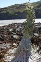 Haleakala National Park - Silberblatt