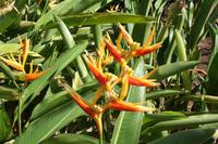 Hawaii`s vielfältige Flora