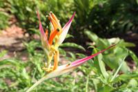 Hawaii`s vielfältige Flora