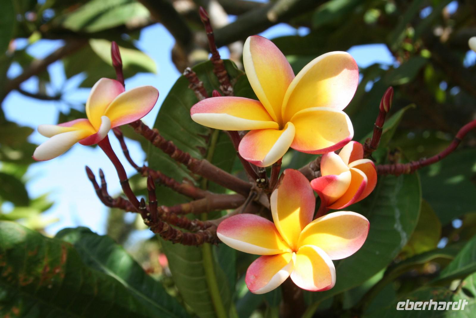 Hawaii`s vielfältige Flora