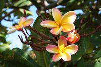 Hawaii`s vielfältige Flora