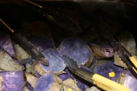 Lecker Essen beim Luau