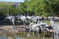 Denkmal der Langhornrinder Dallas