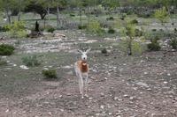 Safari auf der Y.O. Ranch