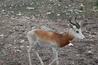 Safari auf der Y.O. Ranch