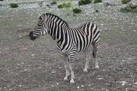 Safari auf der Y.O. Ranch - Zebra 