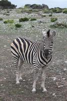 Safari auf der Y.O. Ranch - Zebra 