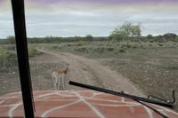 Safari auf der Y.O. Ranch