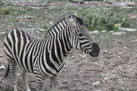 Safari auf der Y.O. Ranch