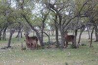 Safari auf der Y.O. Ranch