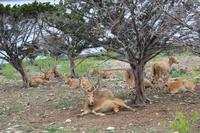 Safari auf der Y.O. Ranch