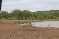 Safari auf der Y.O. Ranch