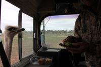 Safari auf der Y.O. Ranch