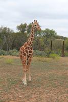 Safari auf der Y.O. Ranch