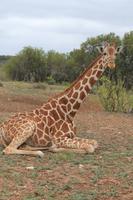 Safari auf der Y.O. Ranch