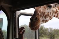 Safari auf der Y.O. Ranch