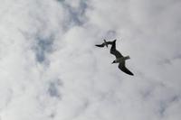 Galveston Bay, Texas - Fährüberfahrt