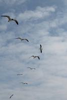Galveston Bay, Texas - Fährüberfahrt