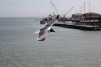 Galveston Bay, Texas - Fährüberfahrt