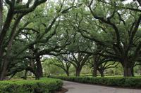 Oak Alley Plantage