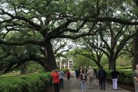 Oak Alley Plantage