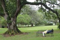 Oak Alley Plantage, wer hier so rum liegt...