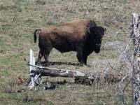 Bison...