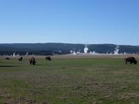 Bisons und Geysire