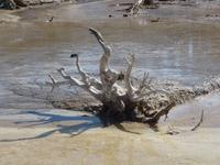 Im Lower Geyser Basin