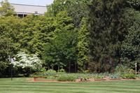 Gemüsegarten von Michele Obama