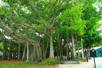 Banyan Bäume