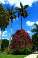 Im Garten des Thomas Alva Edison Hauses