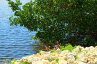 Mangroven im Ding Darling Park