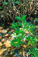 Mangroven im Ding Darling Park