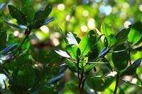 Mangroven im Ding Darling Park