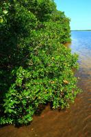 Mangroven im Ding Darling Park