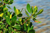 Mangroven im Ding Darling Park