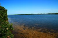 Mangroven im Ding Darling Park