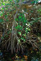 Mangroven im Ding Darling Park