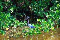 Mangroven im Ding Darling Park