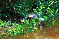 Mangroven im Ding Darling Park