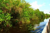 in den Everglades