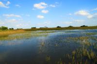 in den Everglades